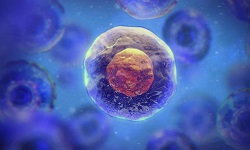 Cell Nucleus